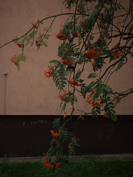 686 :: Tree